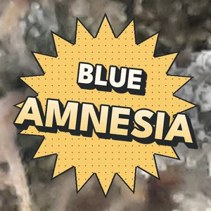 Blue Amnesia Cannabis Strain
