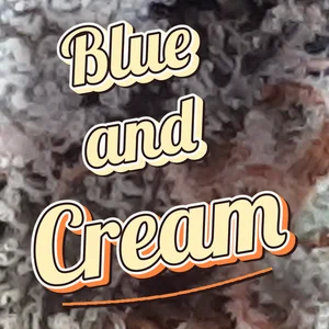 Blue and Cream Cannabis Strain