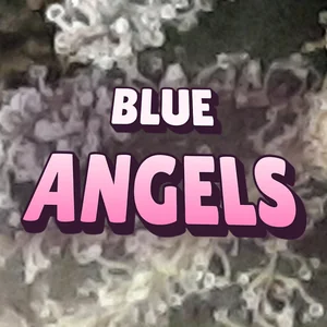 Blue Angels Cannabis Strain