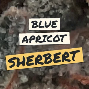 Blue Apricot Sherbert Cannabis Strain