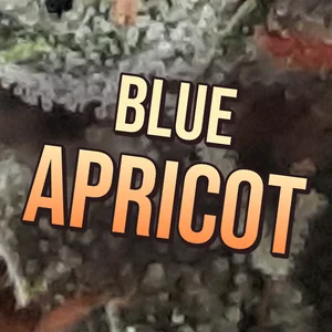 Blue Apricot Cannabis Strain