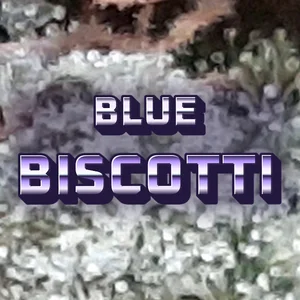 Blue Biscotti Cannabis Strain