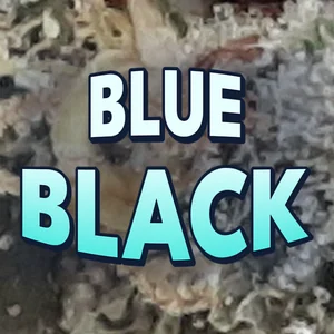 Blue Black Cannabis Strain