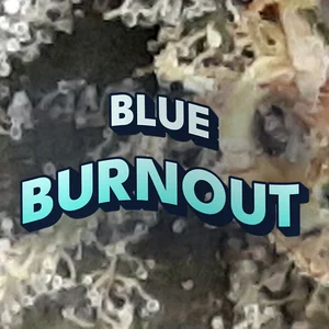 Blue Burnout Cannabis Strain