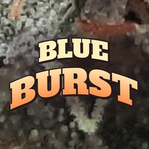 Blue Burst Cannabis Strain