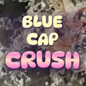 Blue Cap Crush Cannabis Strain