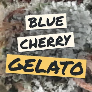 Blue Cherry Gelato Cannabis Strain
