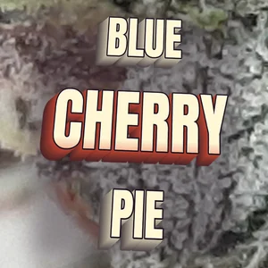 Blue Cherry Pie Cannabis Strain