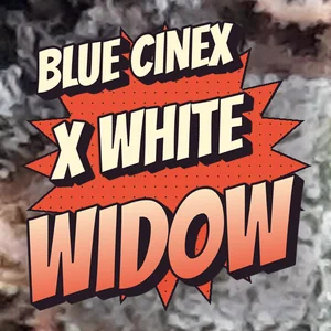 Blue Cinex x White Widow Cannabis Strain