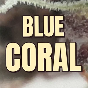 Blue Coral Cannabis Strain