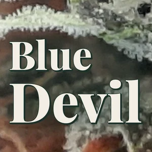 Blue Devil Cannabis Strain