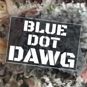 Blue Dot Dawg Cannabis Strain