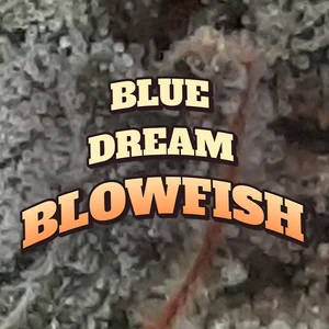 Blue Dream Blowfish Cannabis Strain