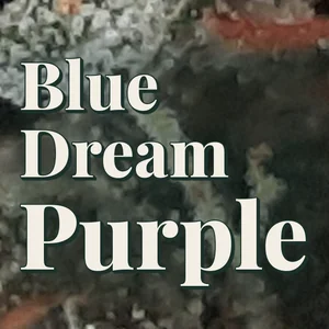 Blue Dream Purple Cannabis Strain