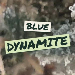 Blue Dynamite Cannabis Strain