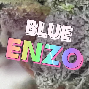 Blue Enzo Cannabis Strain