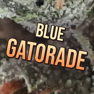 Blue Gatorade Cannabis Strain