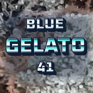 Blue Gelato 41 Cannabis Strain