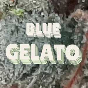 Blue Gelato Cannabis Strain