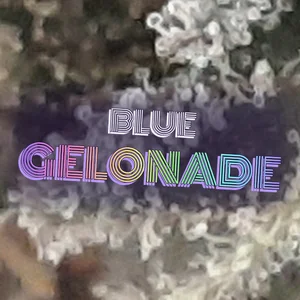 Blue Gelonade Cannabis Strain