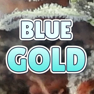 Blue Gold Cannabis Strain