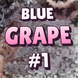 Blue Grape #1 Cannabis Strain