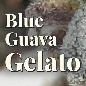 Blue Guava Gelato Cannabis Strain