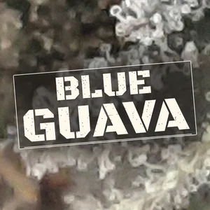Blue Guava Cannabis Strain