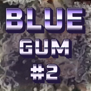Blue Gum #2 Cannabis Strain