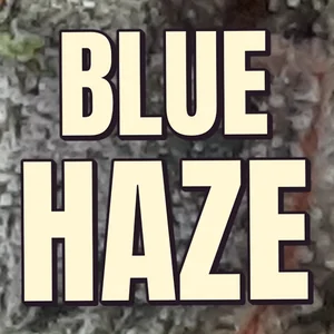 Blue Haze Cannabis Strain