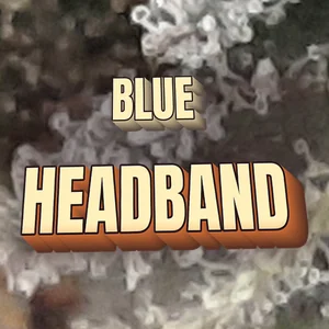 Blue Headband Cannabis Strain