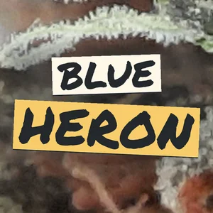 Blue Heron Cannabis Strain