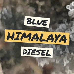 Blue Himalaya Diesel Cannabis Strain