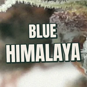 Blue Himalaya Cannabis Strain