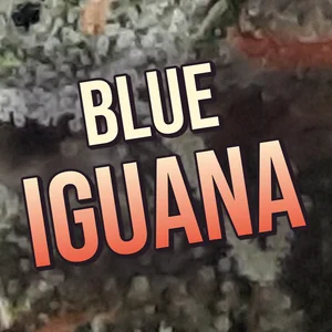 Blue Iguana Cannabis Strain