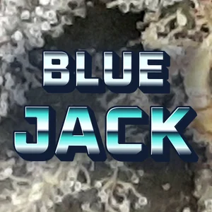 Blue Jack Cannabis Strain