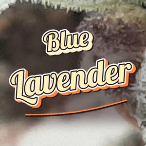 Blue Lavender Cannabis Strain
