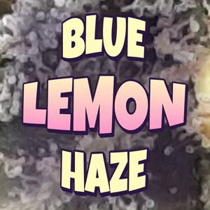Blue Lemon Haze Cannabis Strain