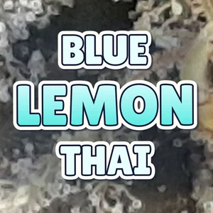 Blue Lemon Thai Cannabis Strain