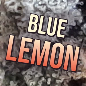 Blue Lemon Cannabis Strain