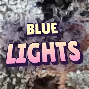 Blue Lights Cannabis Strain