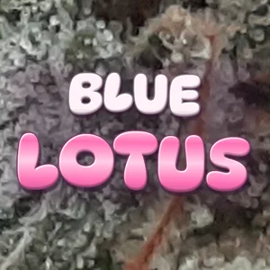Blue Lotus Cannabis Strain
