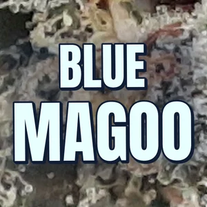 Blue Magoo Cannabis Strain