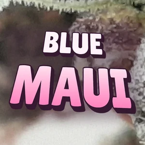 Blue Maui Cannabis Strain