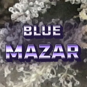 Blue Mazar Cannabis Strain