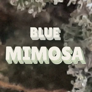 Blue Mimosa Cannabis Strain