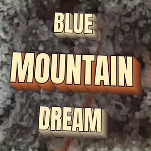 Blue Mountain Dream Cannabis Strain