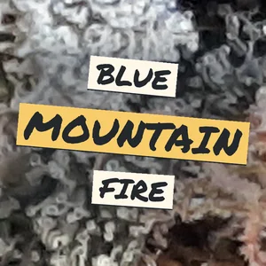 Blue Mountain Fire Cannabis Strain