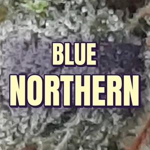 Blue Northern Cannabis Strain