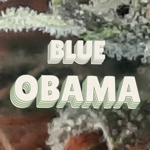 Blue Obama Cannabis Strain